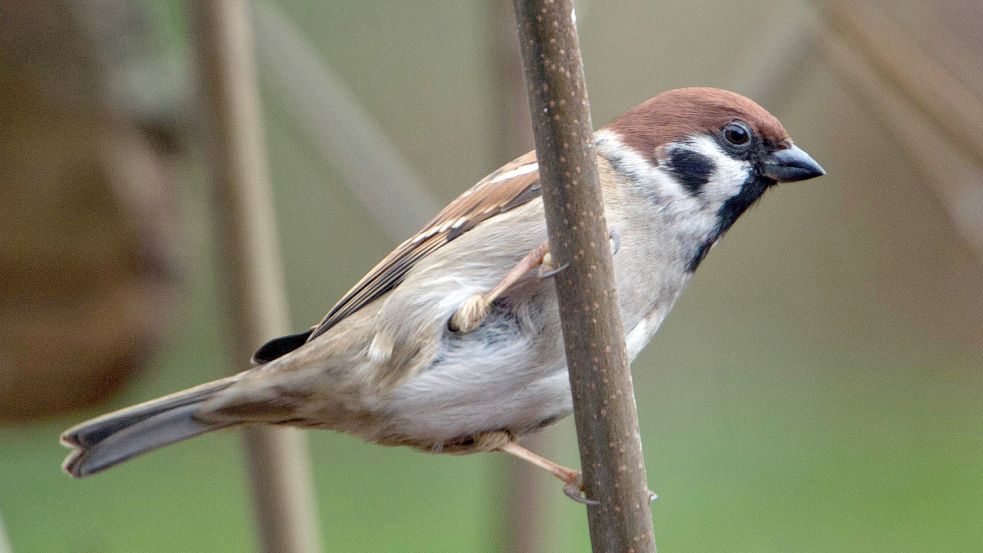 Der Feldsperling steht auf der Vorwarnliste der Roten Liste. Foto: DPA