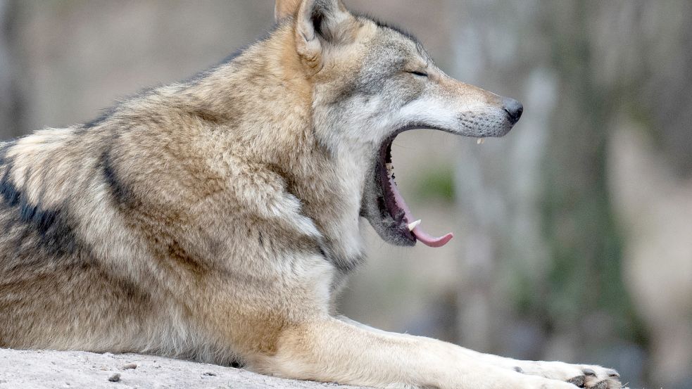 Der Wolf wird in vielen ländlichen Regionen zum Problem - die Betroffenen fühlen sich von der Politik in Berlin nicht ernst genommen, wie ein „Wolfsgipfel“ in Berlin jetzt eindrücklich zeigte. Foto: BORIS ROESSLER