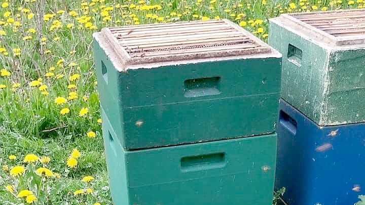 In Norden wurden die isolierenden Deckel von sechs Stöcken entfernt. Dank aufmerksamer Nachbarn nahmen die Bienen keinen Schaden. Foto: Eberhard Janssen