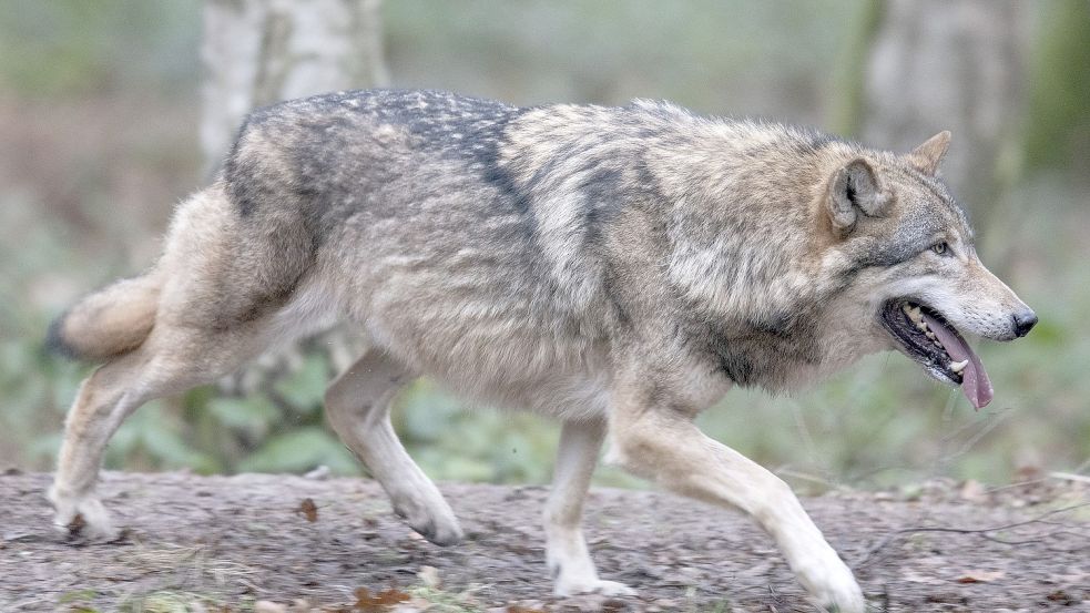 Personen, die mutmaßlich einen Wolf entdeckt haben, sollen dies beim Wolfsmonitoring Niedersachsen melden – bestenfalls mit einem Foto. Symbolfoto: picture alliance/dpa