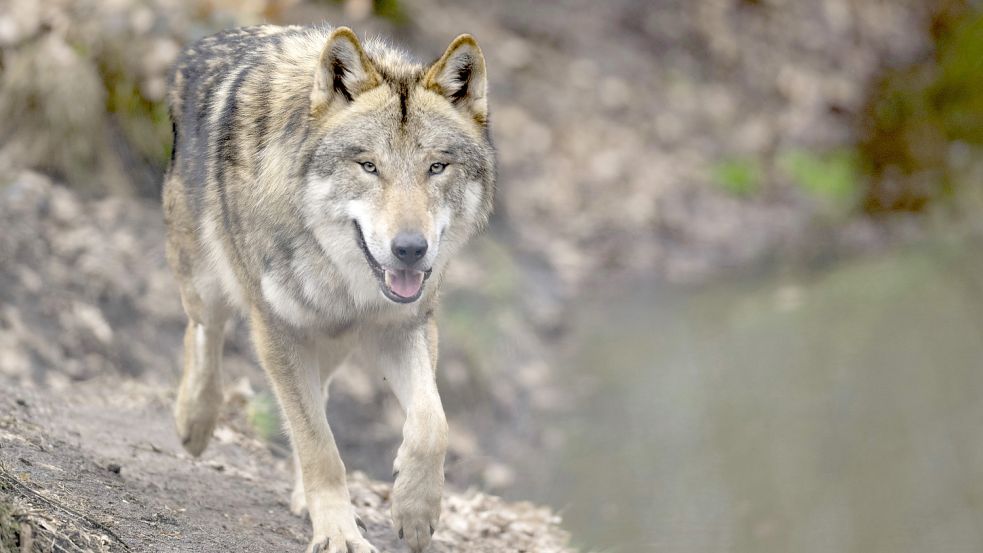 Dieser Wolf läuft durch sein Gehege im Tierpark. Foto: DPA