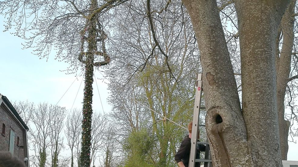 Geschafft: Beim vierten Versuch stand der Maibaum und wurde von Mitgliedern der Landjugend rasch mit Keilen und Seilen befestigt. Foto: Karin Böhmer
