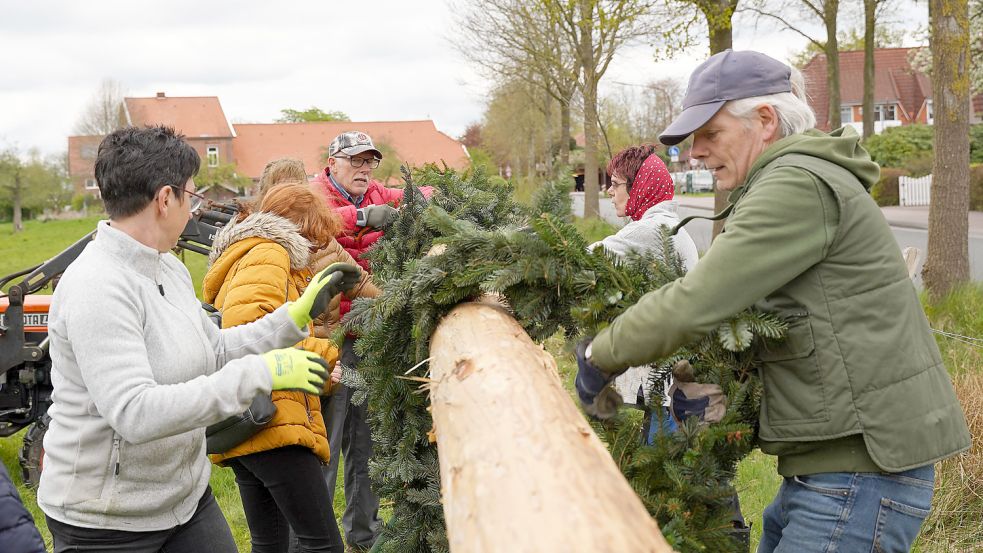 In Popens ging es am Sonnabend gemeinsam zur Sache: Die Girlande musste an den Stamm. Und auch die Rosen und die Birke mussten dann noch befestigt werden. Foto: Helmut Vortanz