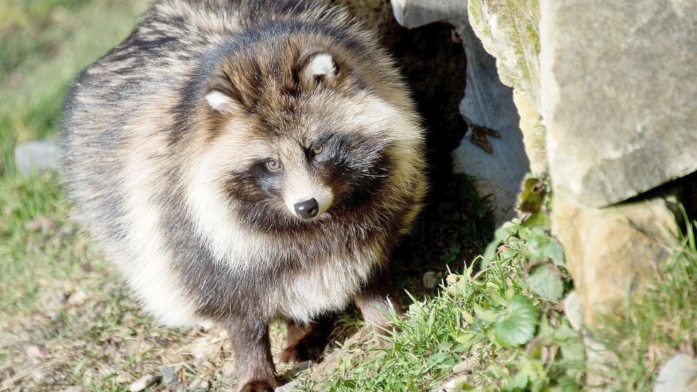 Ein Marderhund sitzt im Gehege. Er kommt im Kreis Aurich aber auch in freier Wildbahn vor. Foto: DPA