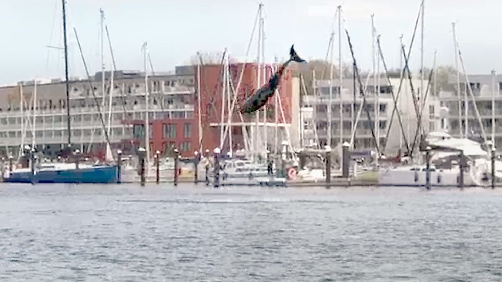 Ein mutmaßlich verspielter Delfin hat am Wochenende in der Lübecker Bucht für viel Aufsehen gesorgt. Foto: dpa/TNN