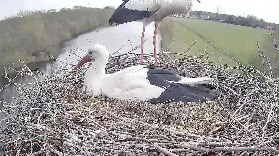 Die Webcam zeigt, wie die Störche abwechselnd brüten und sich dann wieder auf Nahrungssuche begeben. Foto: Webcam Lienemann