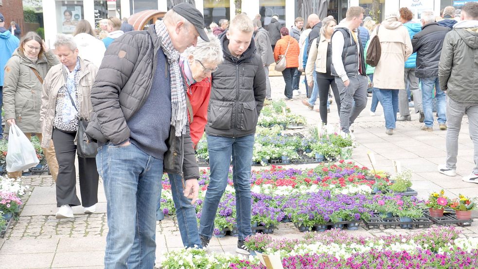 Das bunte Blütenmeer des Geranienmarkts lockt ab Mittag viele Besucher auf den Auricher Marktplatz. Foto: Kim Hüsing