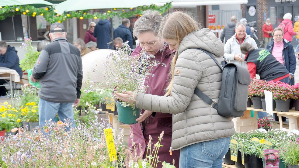 Ilona und Meike Rosenboom aus Tannenhausen sind auf der Suche nach neuen Inspirationen für ihren Garten. Die Staude Jakobsleiter hat es den beiden besonders angetan. Foto: Kim Hüsing
