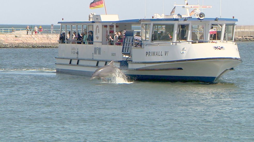 Der Delfin begleitete mit Luftsprüngen die am Lotsenboot vorbeifahrende Personen-Priwallfähre. Foto: Daniel Friederichs