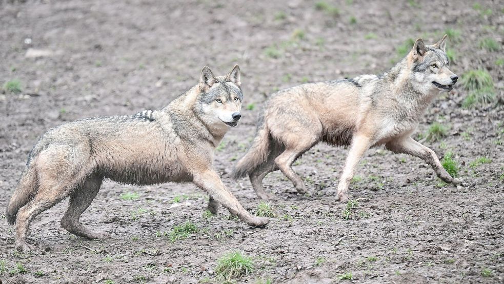 Wölfe laufen durch ein Gehege im Tierpark „Wildparadies Tripsdrill“ in Baden-Württemberg. Foto: DPA