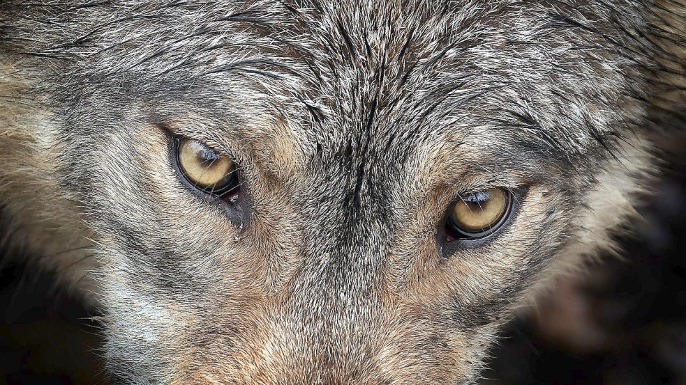 Ein Wolf steht in einem Wildpark in seinem Gehege. Foto: Karl-Josef Hildenbrand/DPA