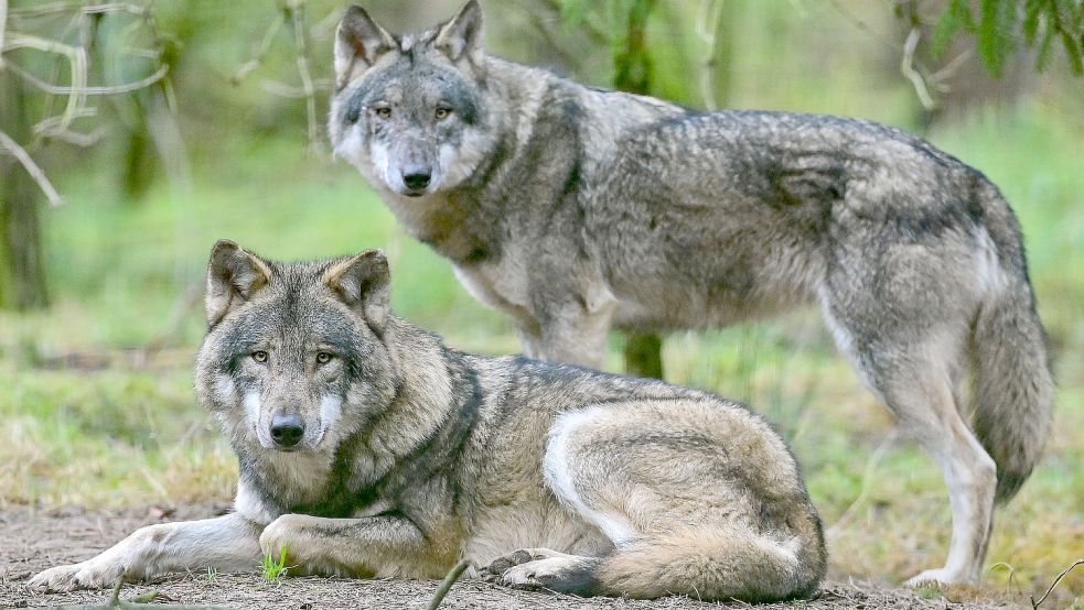 Zwei Wölfe sind im Gehege im Wildpark Schorfheide zu sehen. Foto: DPA