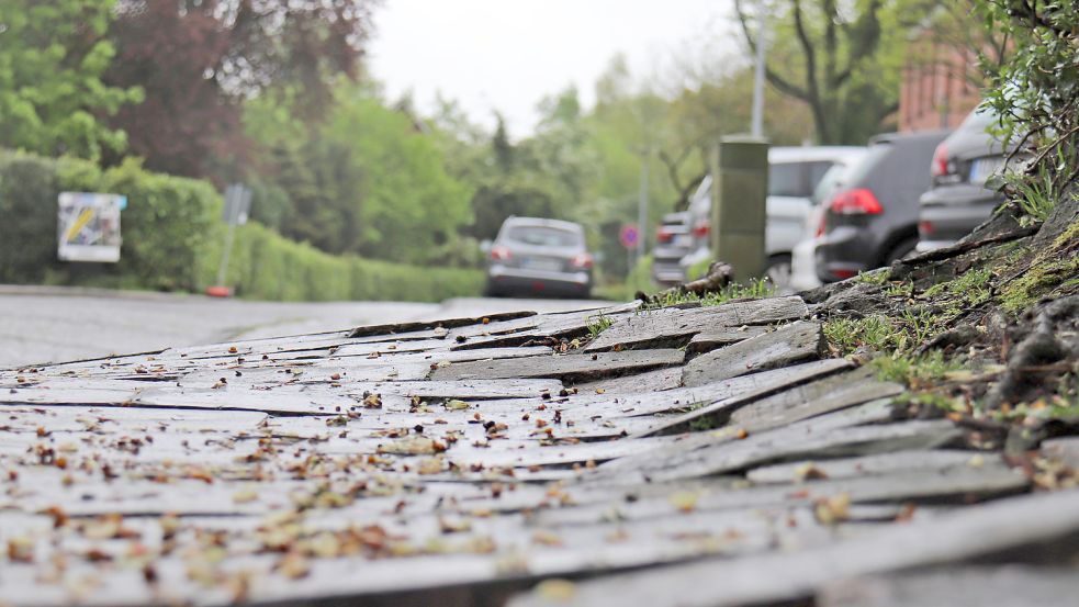 Baumwurzeln schieben in der Glupe die Bürgersteige hoch. Foto: Heino Hermanns