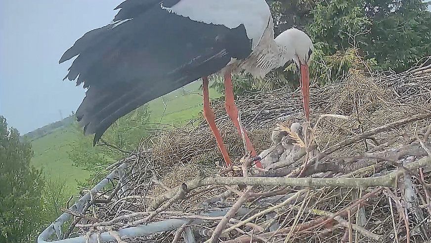 In Lübbertsfehn müssen sich die Storcheneltern um vier Küken kümmern. Von dem fünften Ei im Nest fehlt jede Spur. Foto: Webcam Marcel Schmidt