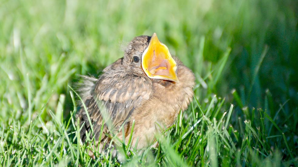 Eine junge Amsel. Foto: Nadine Bettinghausen