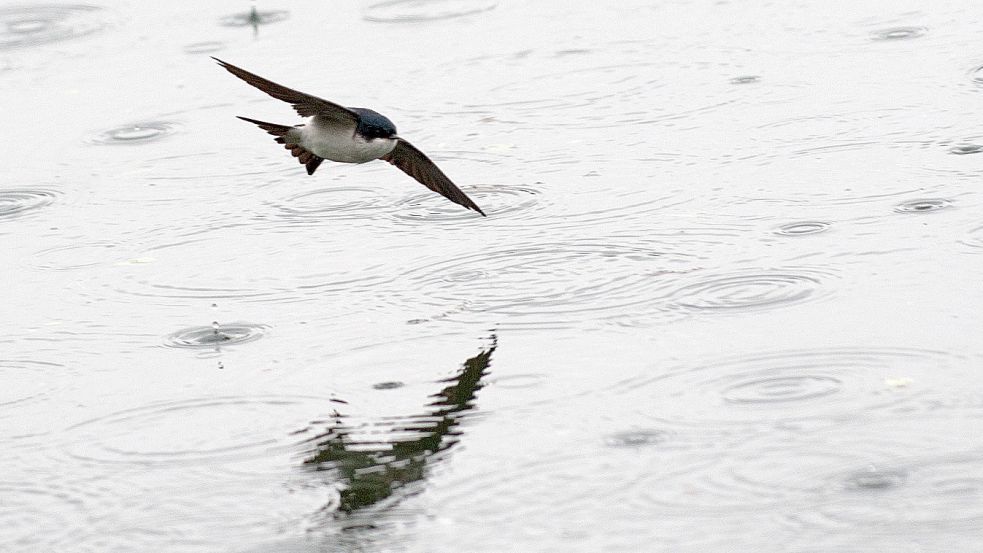 Eine Mehlschwalbe fliegt bei Regen über die Wasserfläche eines Sees. Foto: DPA