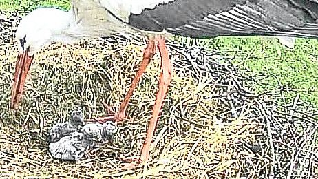 Die Webcam hielt es fest: Drei Storchenküken sind in Timmel geschlüpft. Foto: Webcam Wilfried Ottersberg