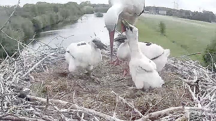 Störche in einem Nest in Mittegroßefehn. Foto: Web-Cam Lienemann