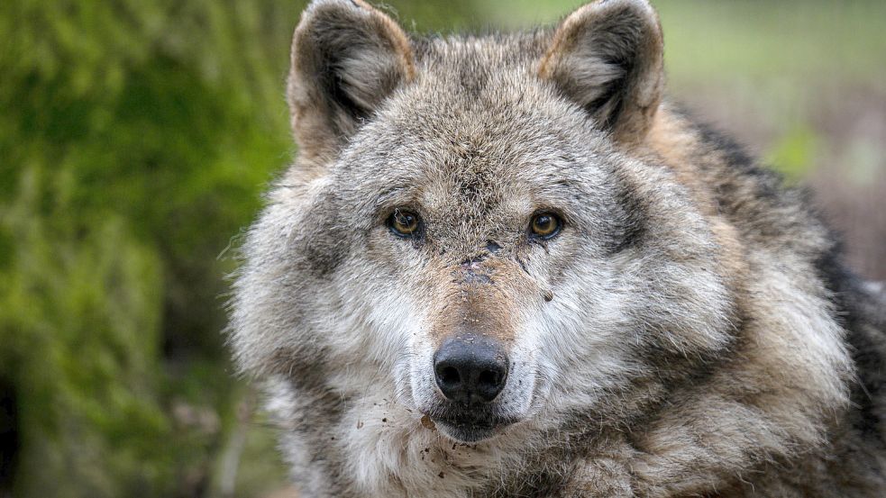 Der Wolf ist wieder heimisch in Niedersachsen. Das beunruhigt viele Menschen auch in Ostfriesland. Foto: DPA