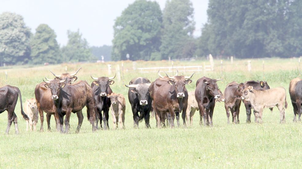 Heckrinder auf einer Weide des Nabu. Dies Foto stammt aus dem Jahr 2020. Foto: Nabu