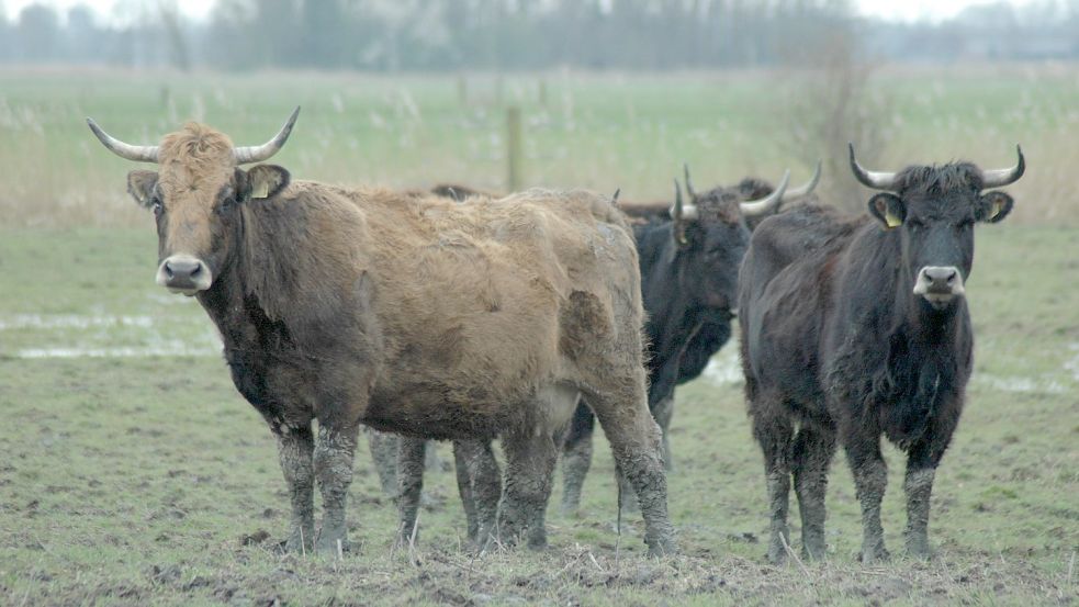 Dieses Foto zeigt Heckrinder auf den Nabu-Weiden in Coldam im Jahr 2020. Der Naturschutzbund hatte dort zwei große Bullen per Kugelschuss töten lassen, um die Bestände zu reduzieren und das Fleisch zu verkaufen. Foto: Holger Szyska
