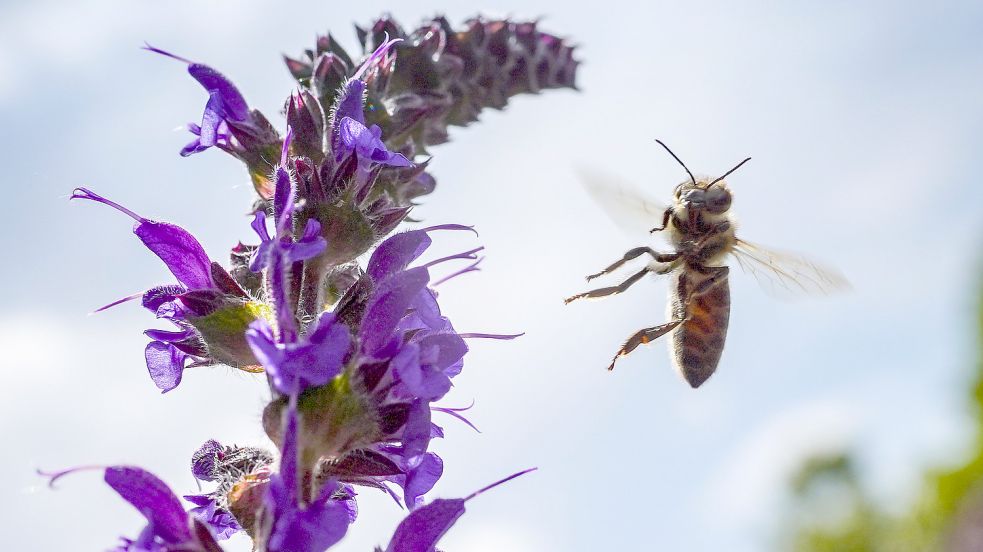 Eine Biene startet von blauen Salbeiblüten auf der Suche nach neuen Nektarquellen. Foto: DPA