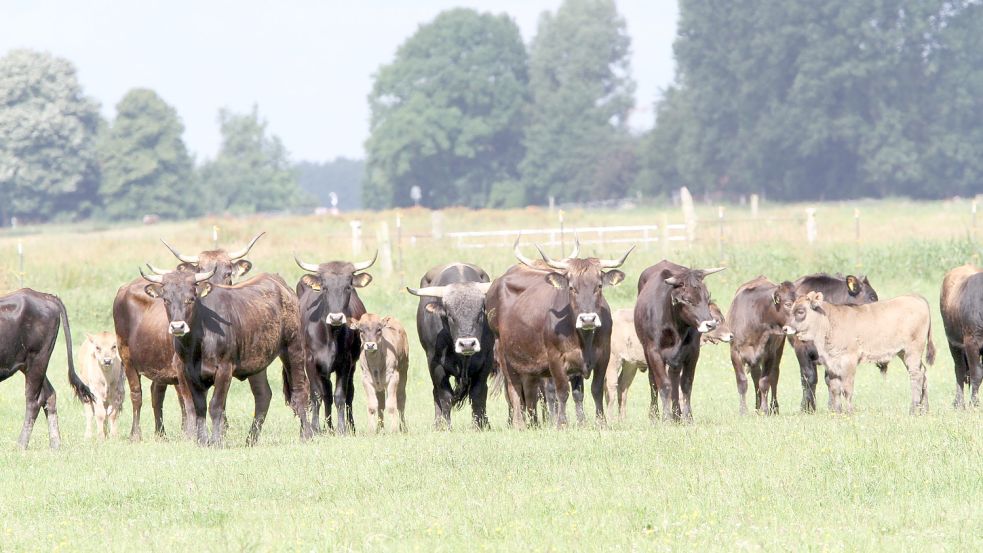 Heckrinder auf einer Weide des Nabu. Dieses Foto stammt aus dem Jahr 2020. Foto: Nabu