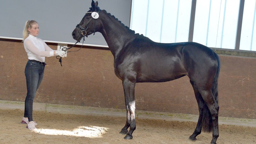 Leistungsgeprüft in Timmel: Sportlich konstruierte und springfreudige Nachkommin der legendären ostfriesischen Turnierstute Ella II aus dem Stall Heinrich Steinhorst. Foto: Gerd-D. Gauger