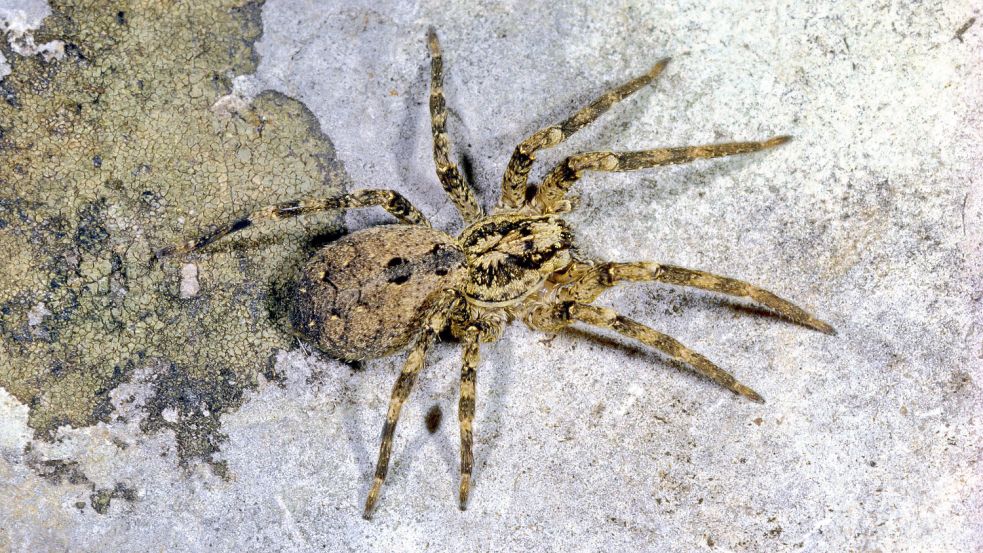Die Nosferatu-Spinne breitet sich in Deutschland aus. Wie gefährlich ist sie und andere exotische Tiere für den Menschen? Foto: Imago Images/blickwinkel/H. Bellmann/F. Hecker