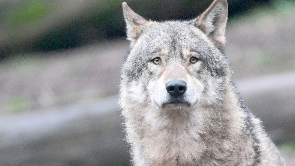 Das Vorkommen von Wölfen spaltet die Gemüter – auch in Ostfriesland. Foto: DPA