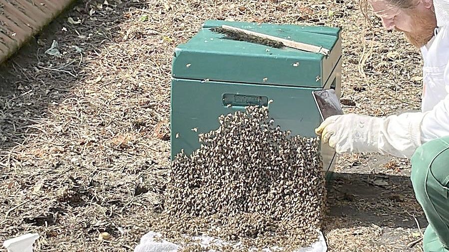 „Ohne die Tiere einzufangen und in einen Bienenstock umzusiedeln, wären sie verendet“, schreibt die Feuerwehr.