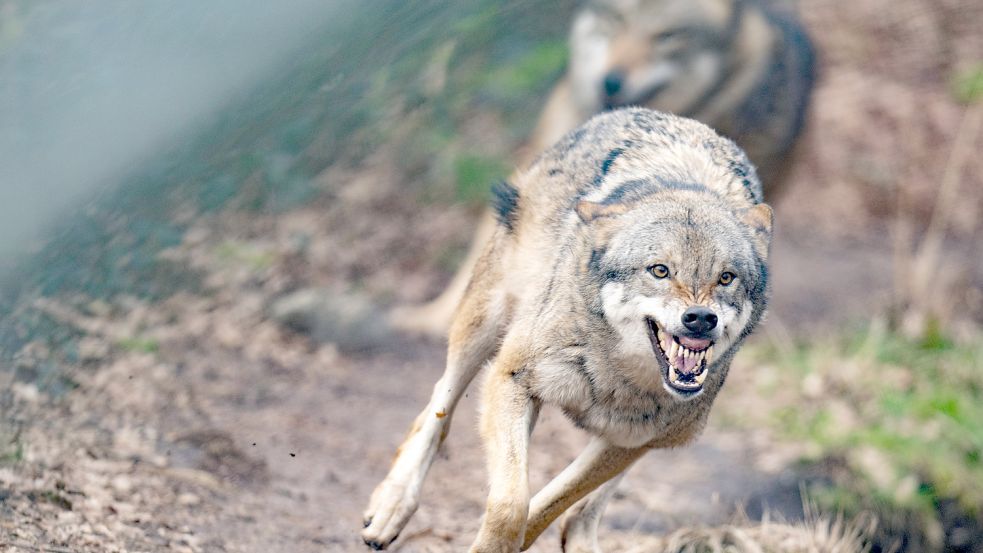 Zähnefletschen in Gefangenschaft: Im Gehege ist der Wolf eine Attraktion, in freier Wildbahn sorgt er für politischen Zoff. Foto: picture alliance/dpa/Boris Roessler