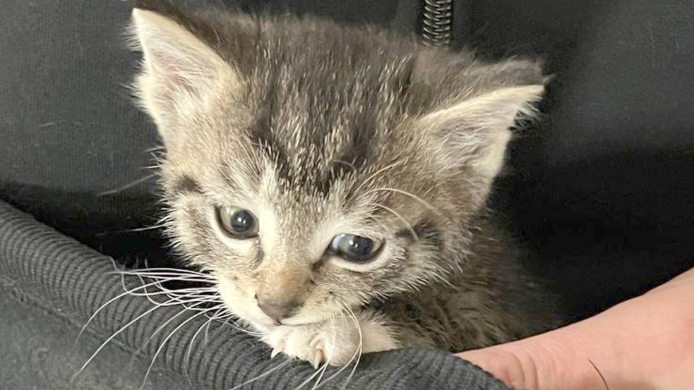 Ende gut, alles gut: Ein Feuerwehrmann hält das gerettete Kitten im Arm. Foto: privat