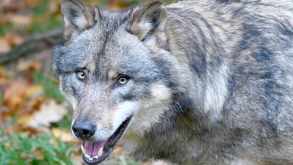 Dieser Wolf wurde in einem Gehege vom Wildpark Neuhaus im Solling fotografiert. Foto: DPA