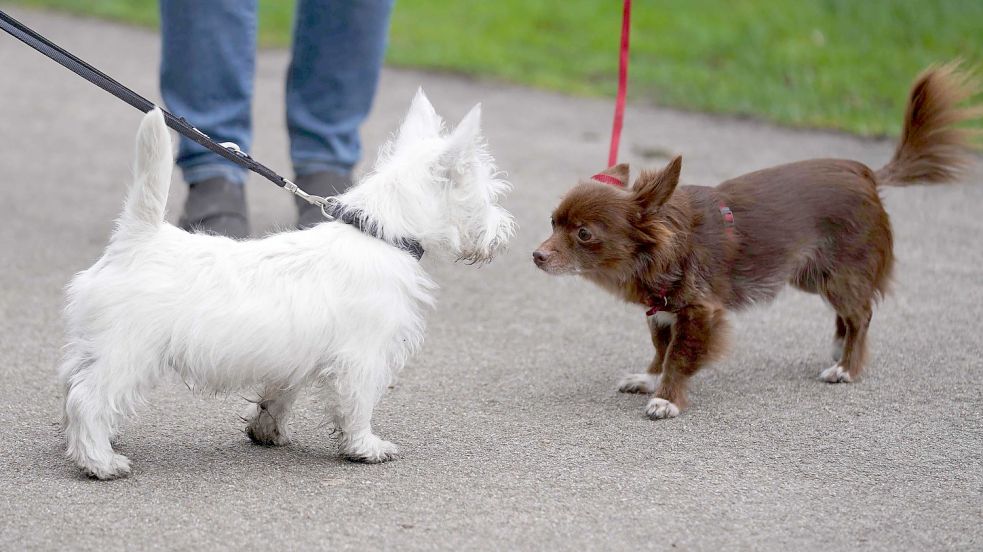 Wer zwei oder mehr Hunde hat, muss in Südbrookmerland besonders tief in die Tasche greifen. Foto: Marcus Brandt/DPA