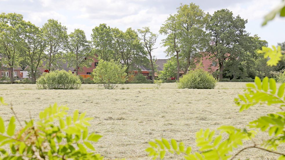 Geschütztes, artenreiches Grünland, durchzogen von einer Wallhecke, soll in Kirchdorf bebaut werden. Foto: Heino Hermanns