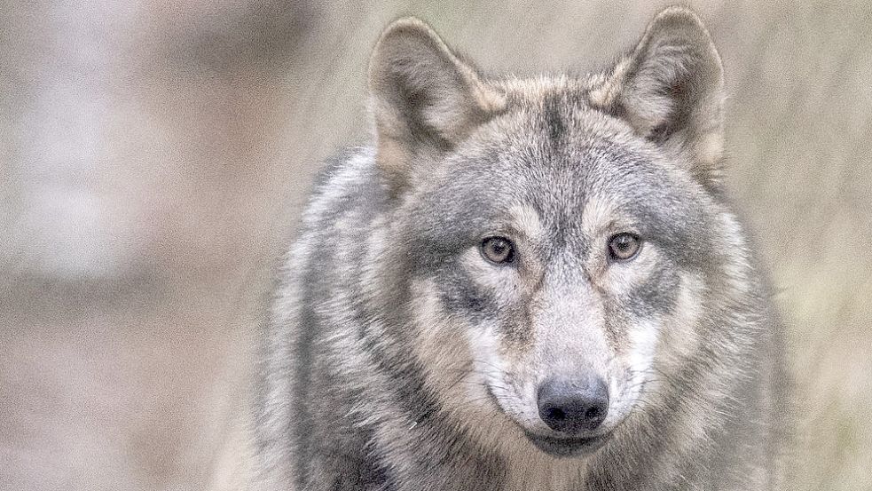 Ein Wolf streift durch die Landschaft. Foto: Boris Roessler/DPA