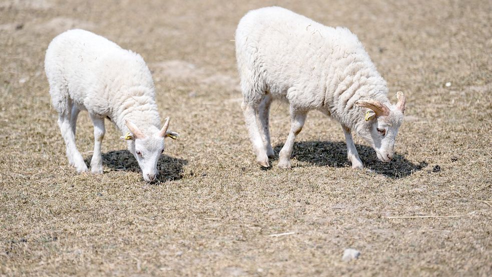 Schafe in Brandenburg müssen mit verdorrtem Gras auskommen. Foto: dpa/Fabian Sommer