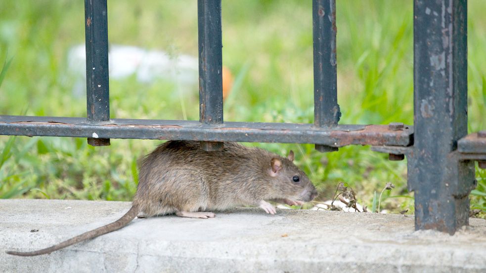 Auf 6,5 Millionen wird die Zahl der kleinen Nager in der französischen Hauptstadt geschätzt Foto: imago images/ZUMA Wire/Theodore Parisienne