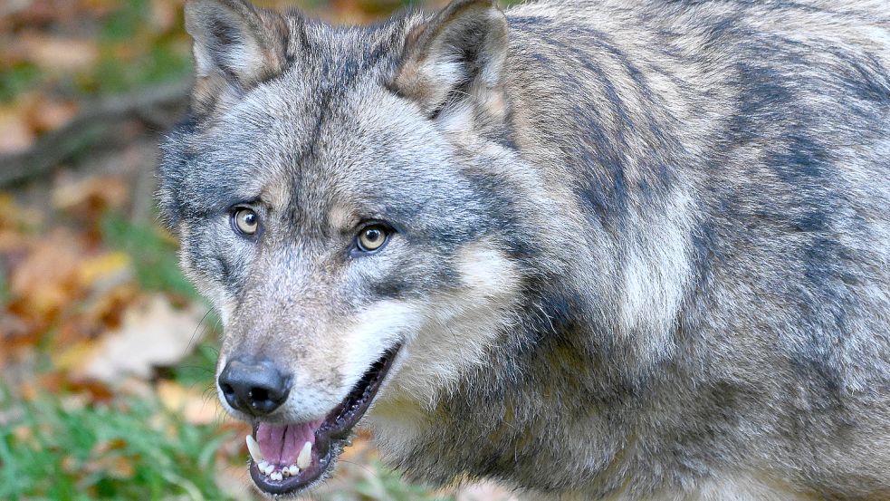 Der Wolf breitet sich zunehmend aus. Foto: DPA