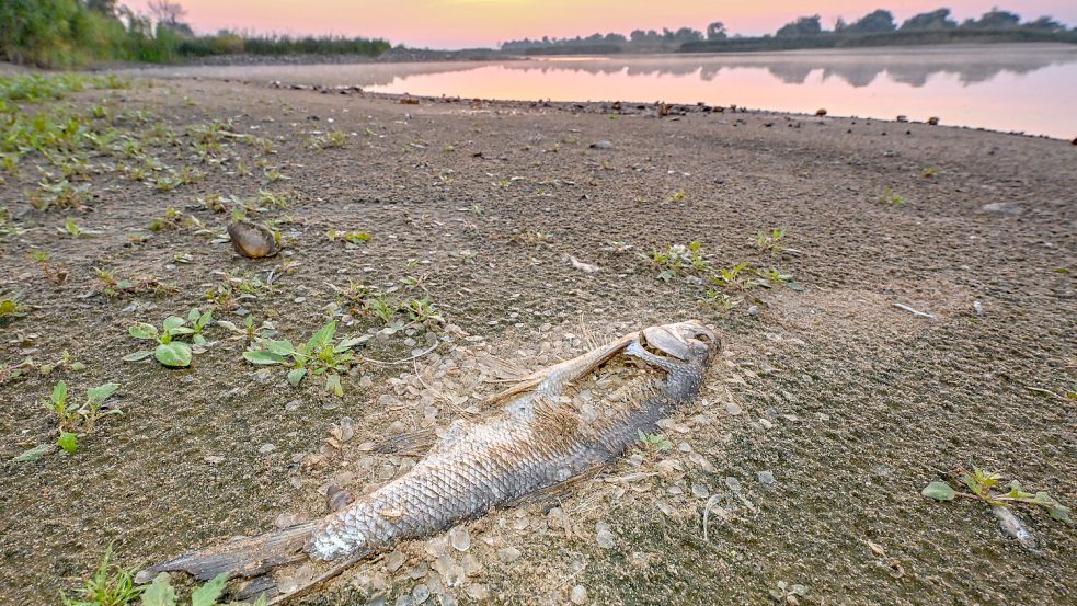 2023 ereignete sich eine Umweltkatastrophe am Fluss Oder. Bis zu 400 Tonnen Fische verendeten. Foto: dpa/ Patrick Pleul