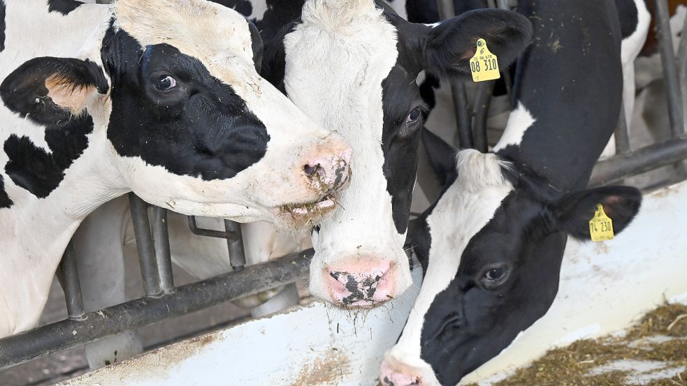 Den Tieren in diesem Symbolbild scheint es gut zu gehen. Auf einem Bauernhof in Südbrookmerland soll das laut Staatsanwaltschaft anders gewesen sein. Der Landwirt steht nun vor Gericht. Foto: Uwe Zucchi/DPA
