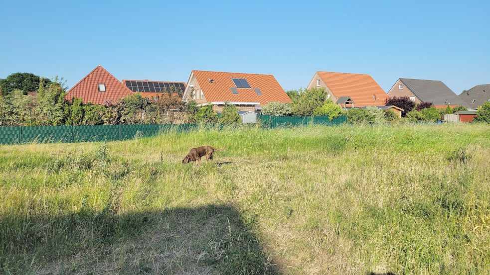 Direkt hinter den Gärten der Einfamilienhäuser sollen 30 Meter lange und zehn Meter hohe Reihenhäuser gebaut werden. Foto: Rebecca Kresse
