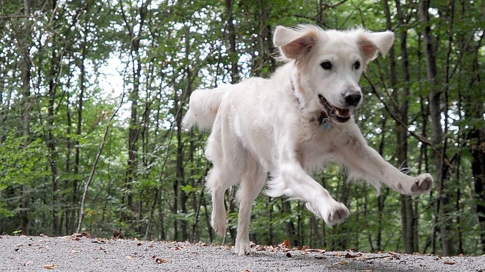 Ein Hund läuft ohne Leine – in Großefehn ist das bald nicht mehr überall möglich. Foto: DPA