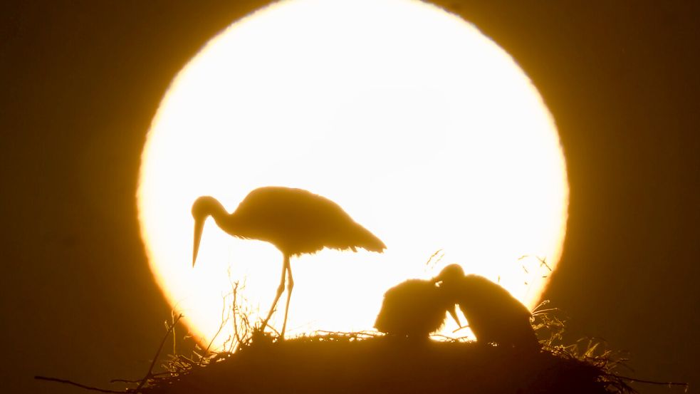 Müssen wir uns dauerhaft auf trockene Sommer und Wasserknappheit einstellen? Foto: dpa