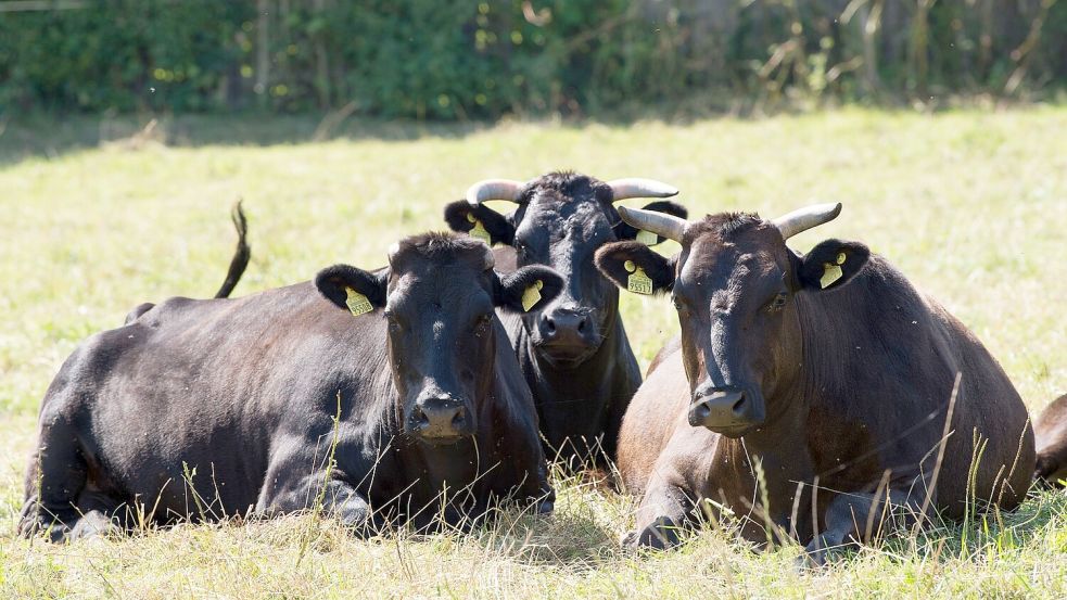 Wagyu-Rinder werden wegen ihrer besonders guten Fleischqualität in der Grillszene geschätzt. Foto: DPA