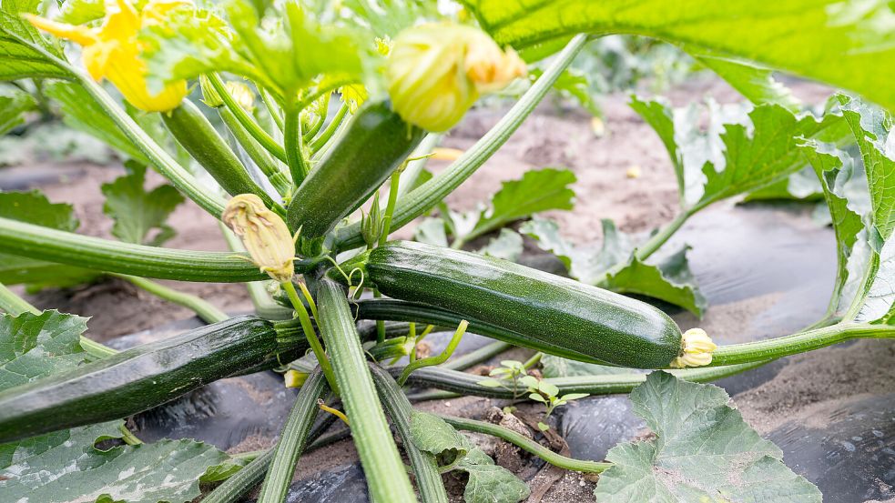 Zucchini zählt zu den beliebtesten Gemüsesorten auf dem Grill. Foto: DPA