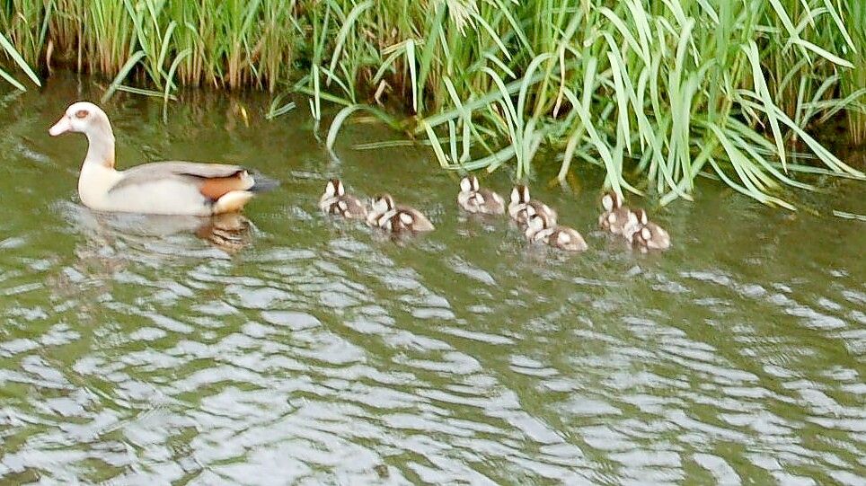Das Gänsepaar hat im Bereich der Hauptwieke gebrütet und hat sieben Küken. Foto: Hinrich Trauernicht