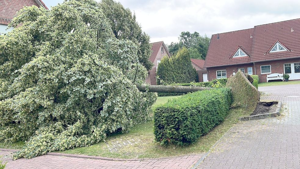 In der Straße Südermoorland in Großefehn hat einen Baum umgeworfen. Er liegt im Vorgarten eines Hauses. Foto: privat
