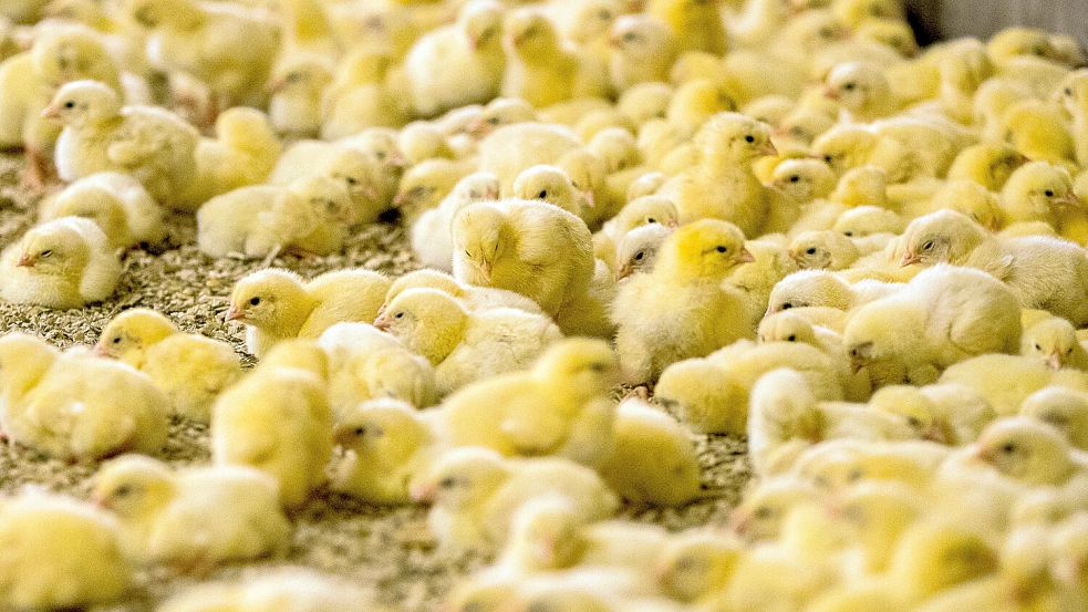 Wenige Tage alte Küken stehen in einem Hähnchenmastbetrieb. Foto: dpa/Bernd Wüstneck